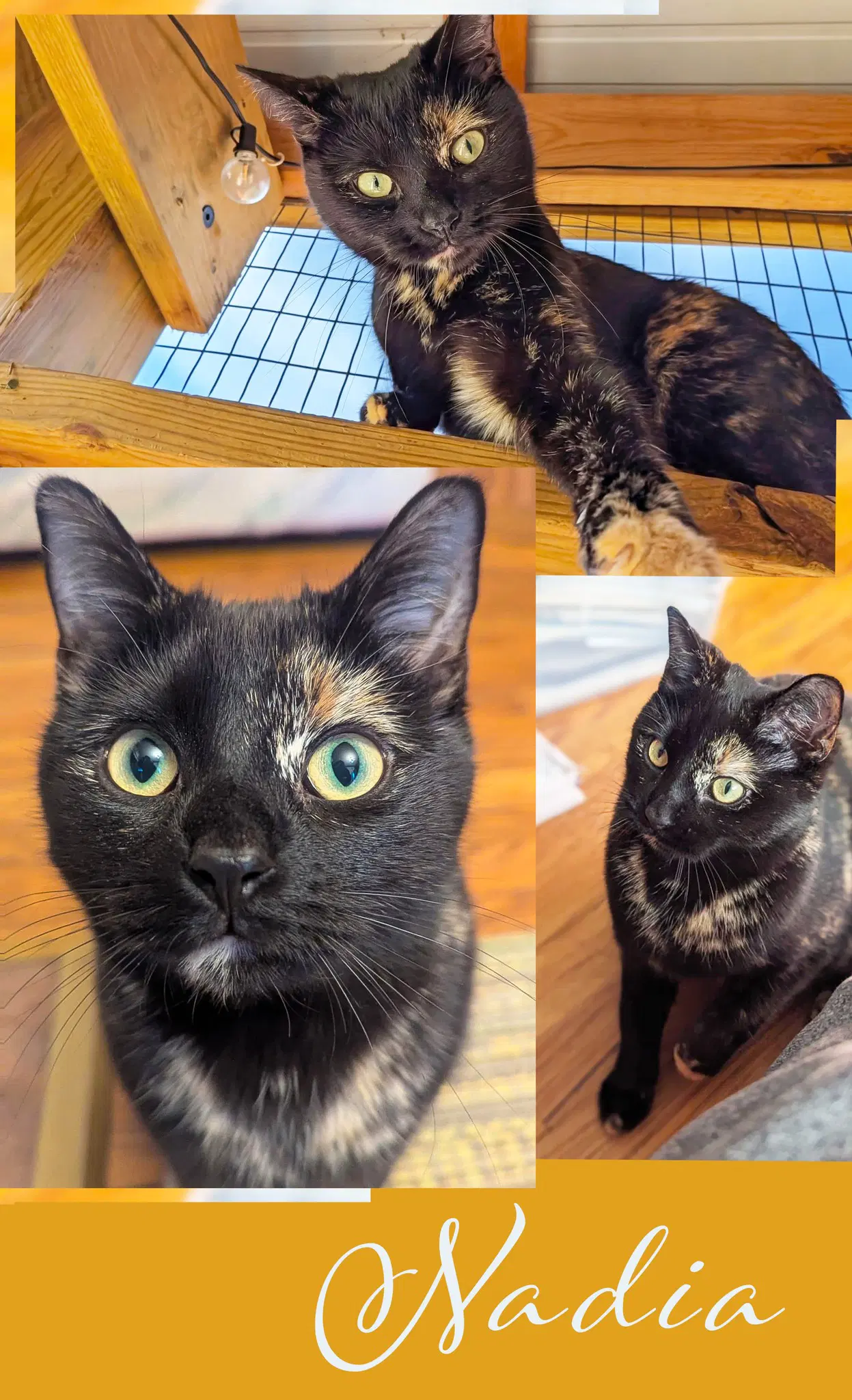 Nadia - Domestic Short Hair