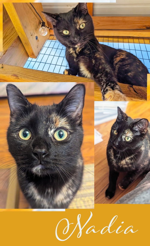 Nadia, an adoptable Domestic Short Hair in Flint Hill, VA