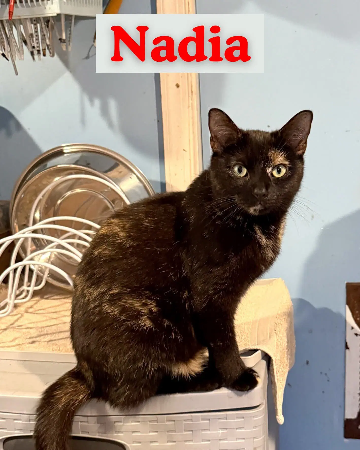 Nadia image 2