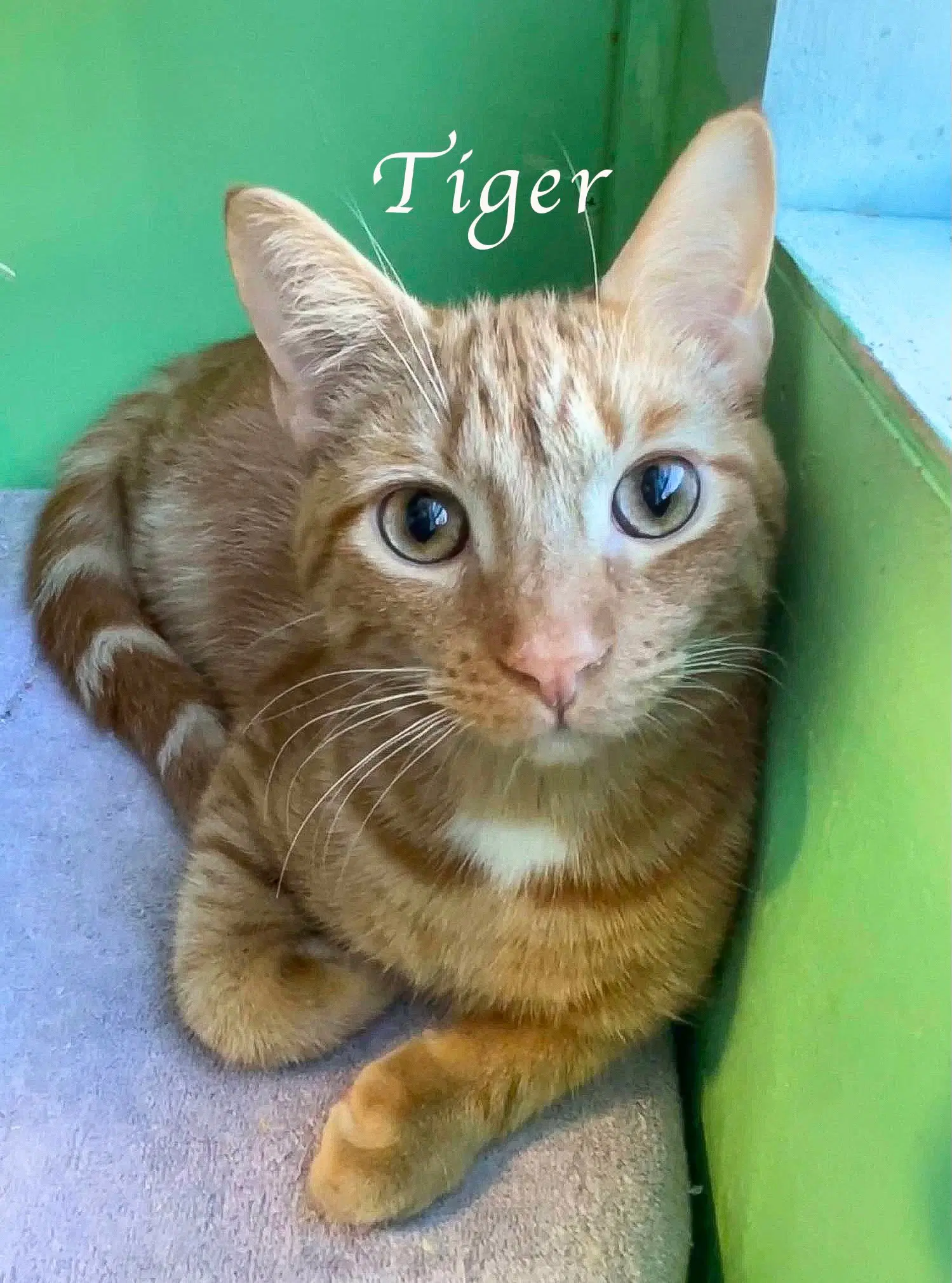 Tiger - Domestic Short Hair