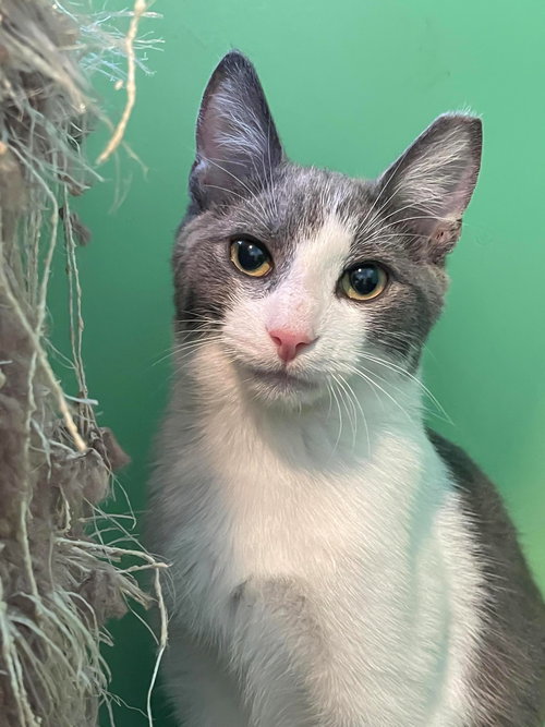 Benji, Young Domestic Short Hair (short coat), cat for adoption in Manassas, Virginia