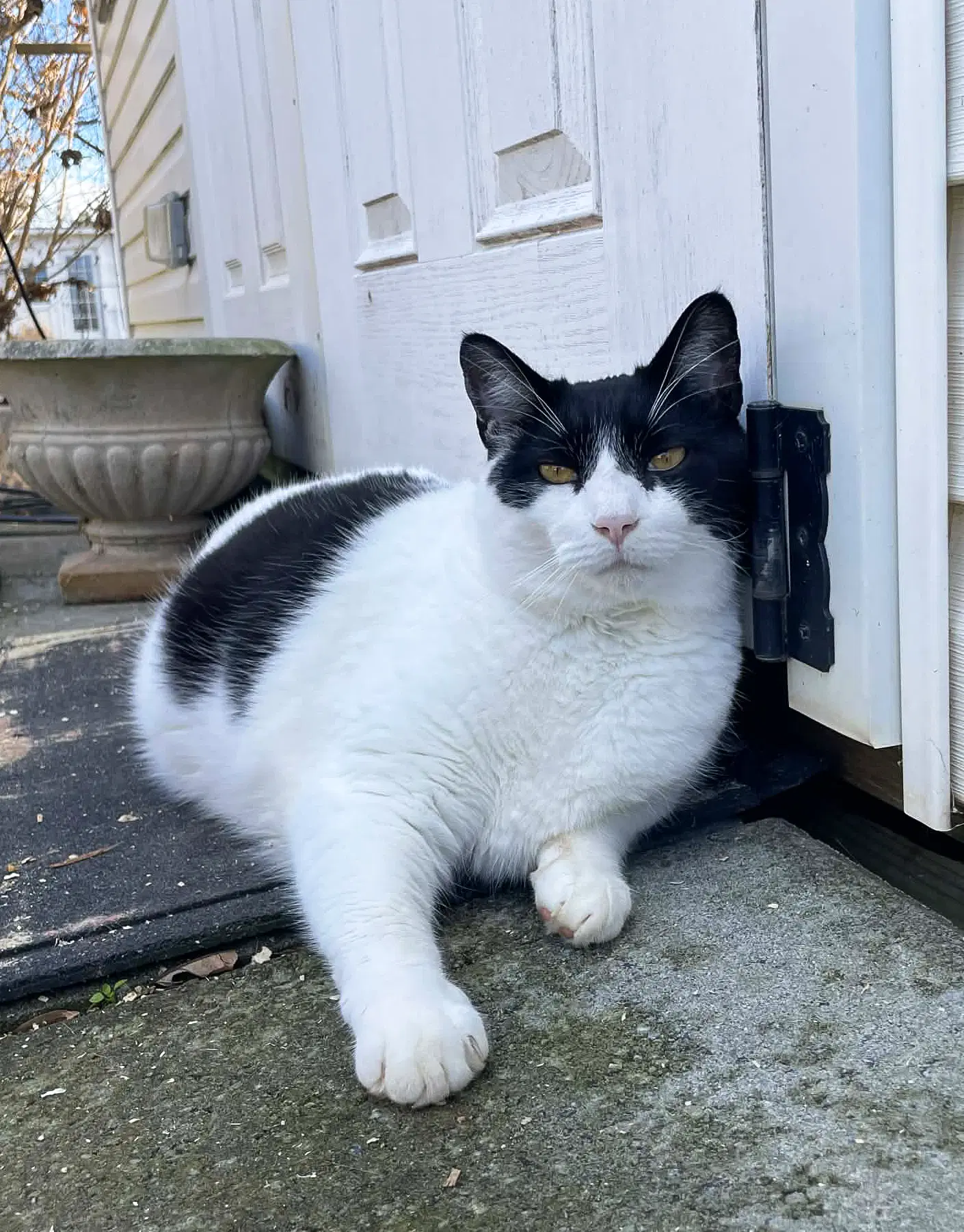 Figaro - Domestic Short Hair