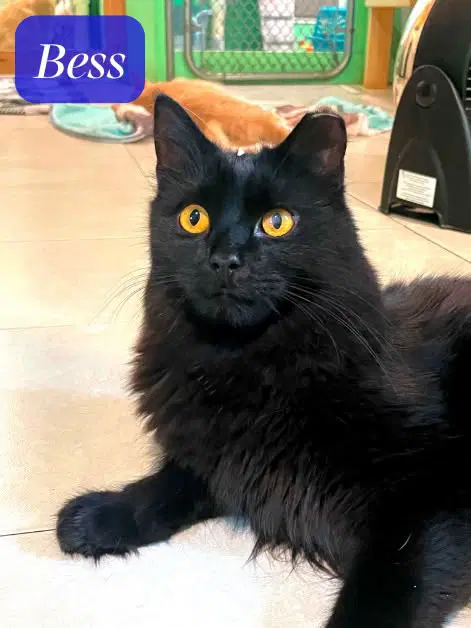 Bess - Domestic Long Hair