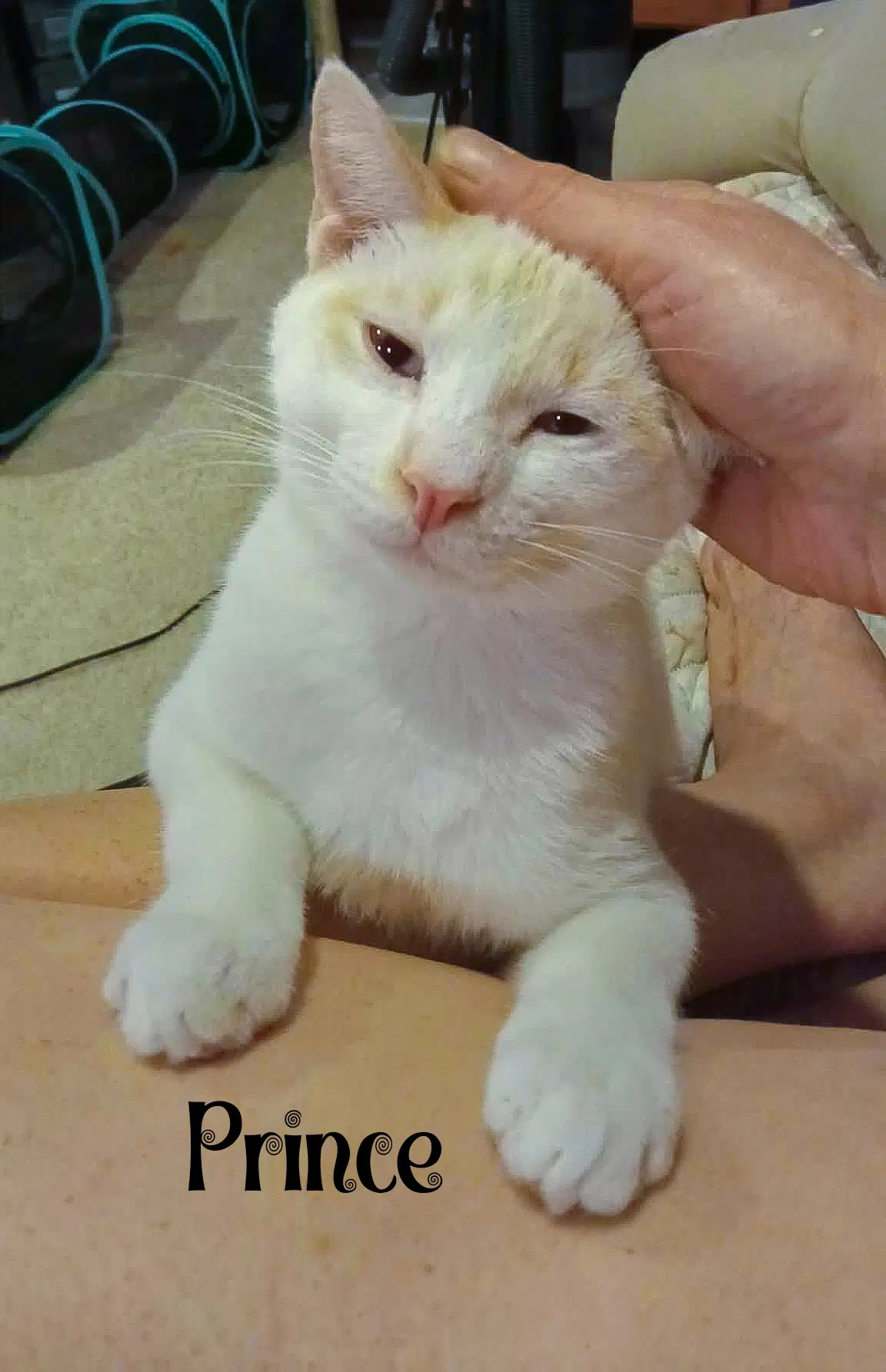 Prince - Domestic Short Hair
