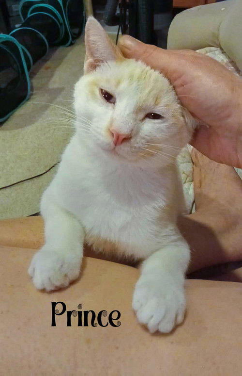 Prince, Adult Domestic Short Hair (short coat), cat for adoption in Manassas, Virginia