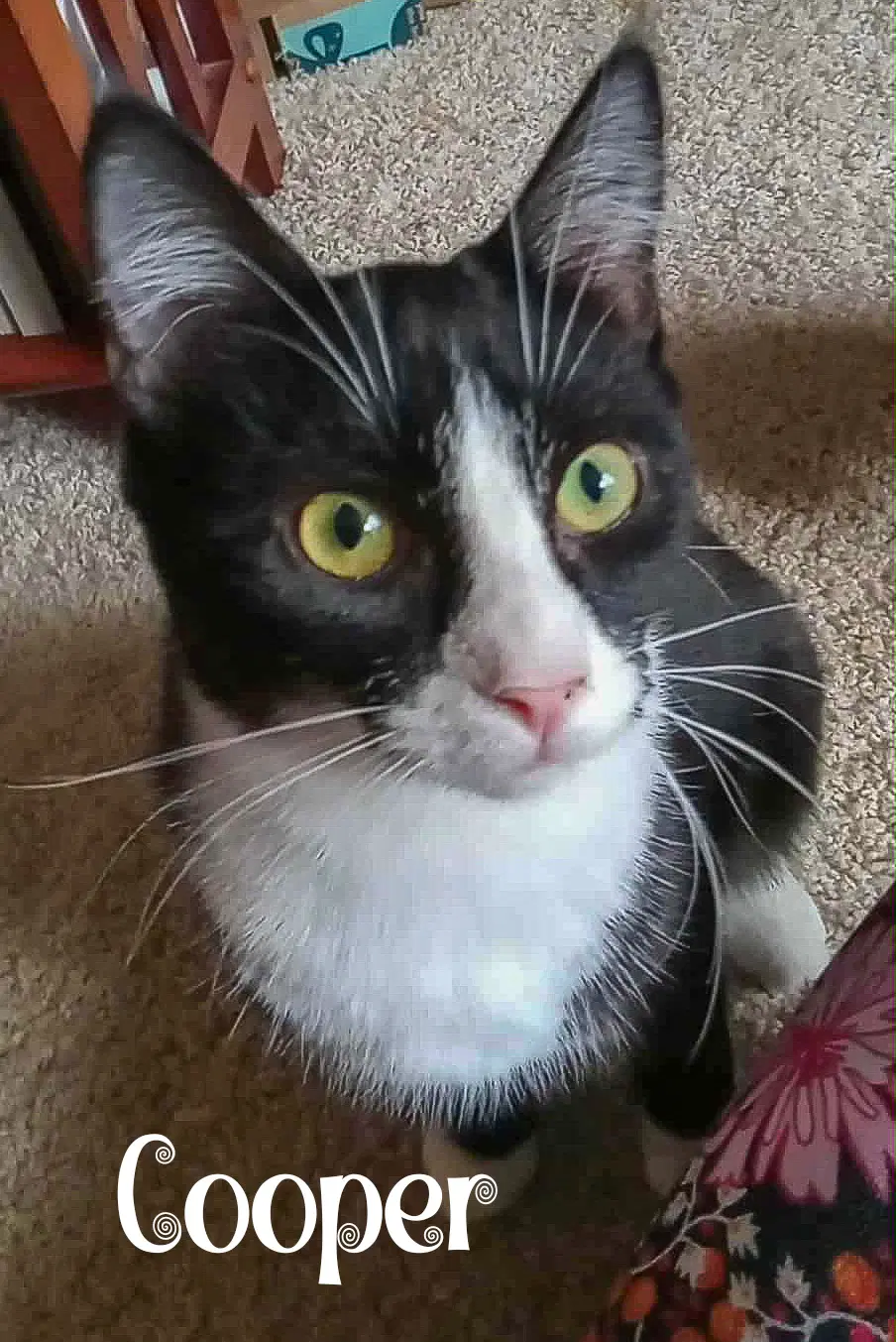 Cooper - Domestic Short Hair