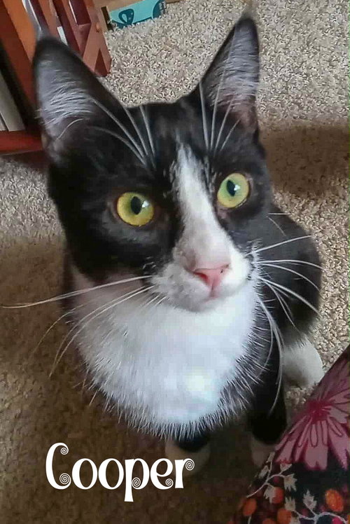 Cooper, Adult Domestic Short Hair (short coat), cat for adoption in Manassas, Virginia