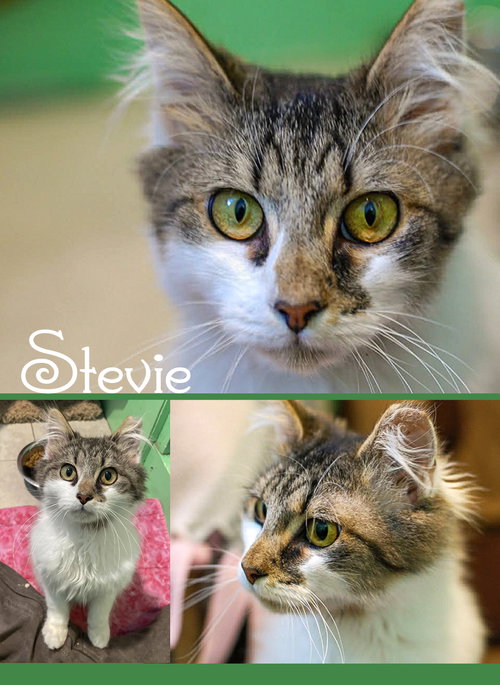 Stevie, an adoptable Domestic Medium Hair in Flint Hill, VA