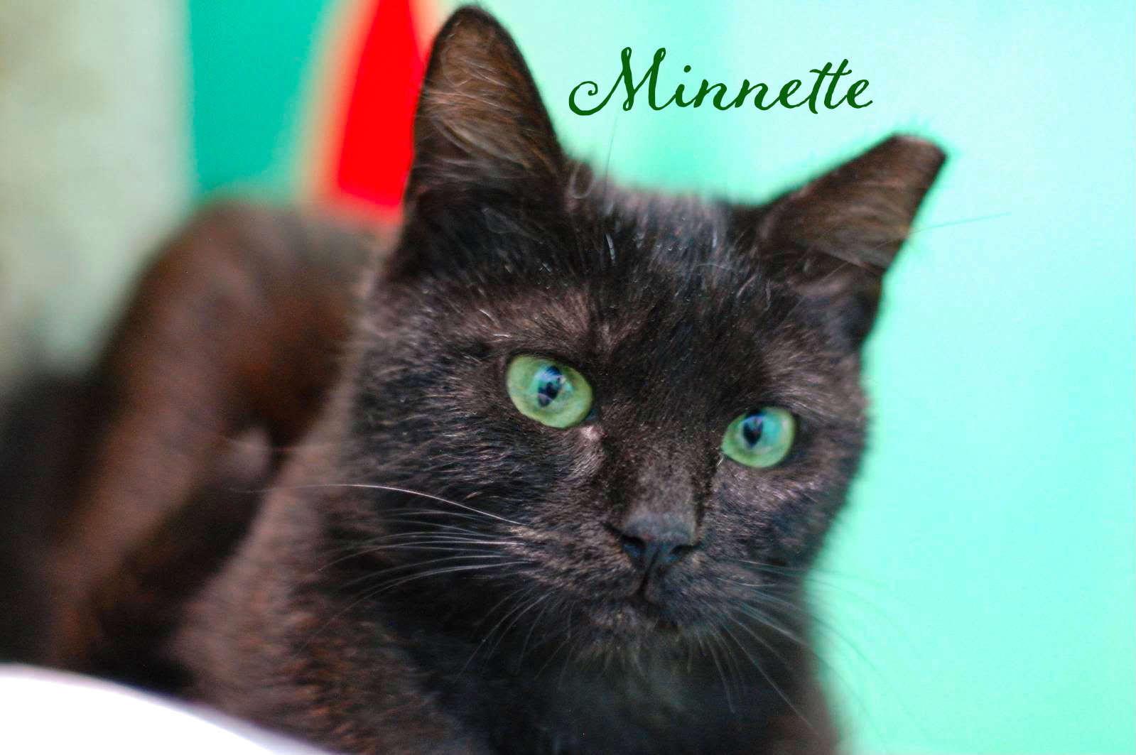 Minnette