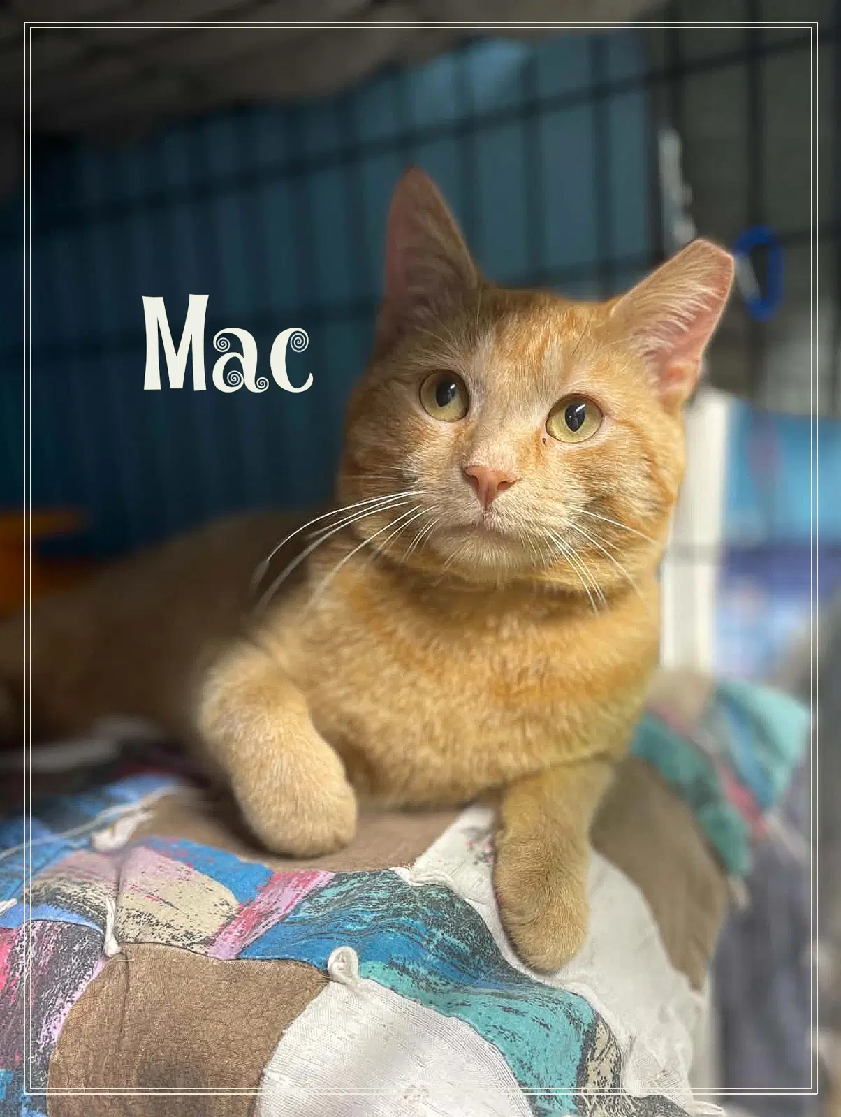 Mac - Domestic Short Hair