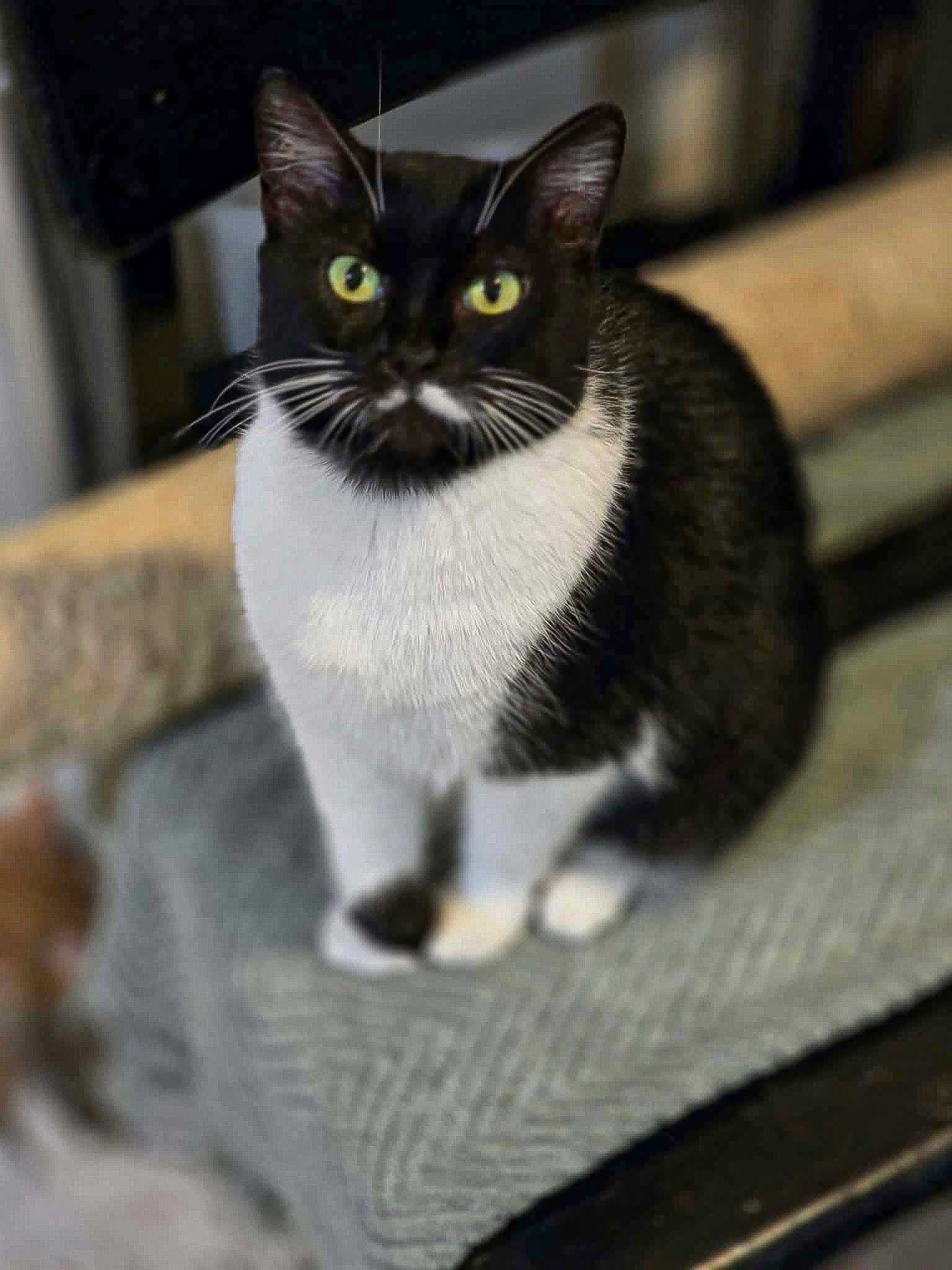 Lana, Domestic Short Hair