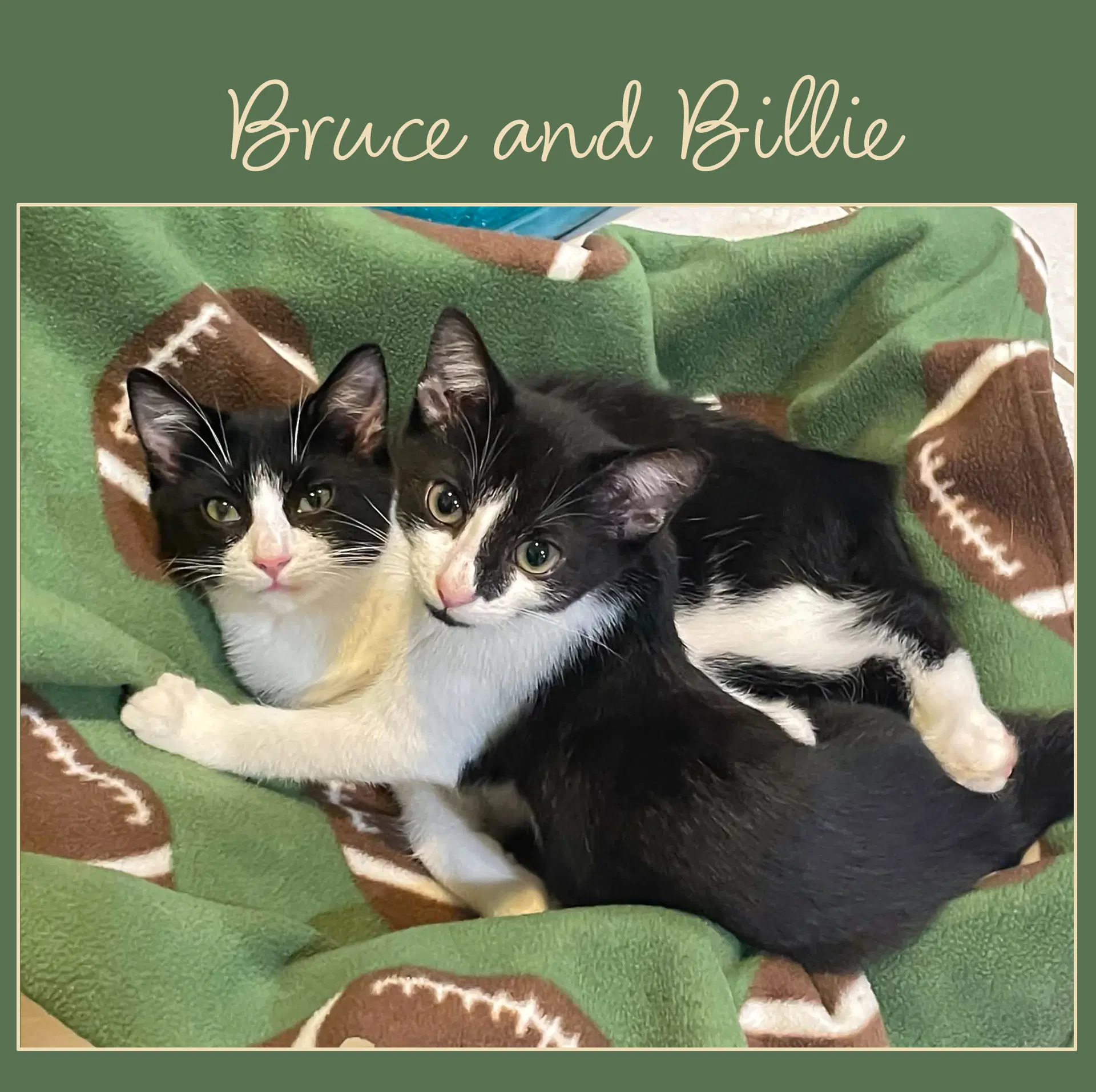 Bruce - Domestic Short Hair