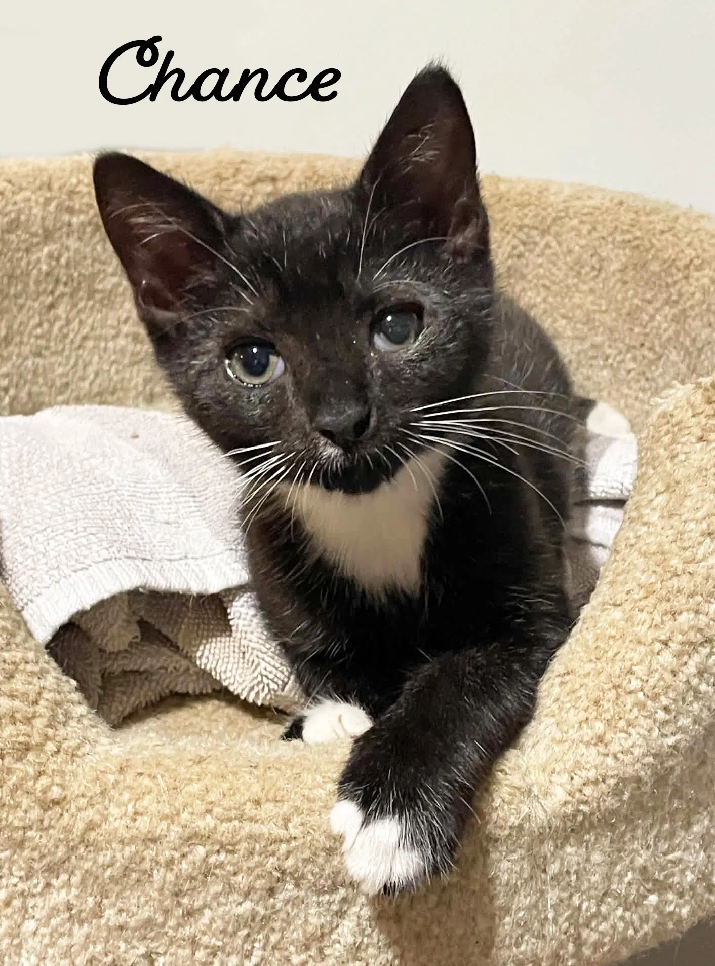 Chance - Domestic Short Hair