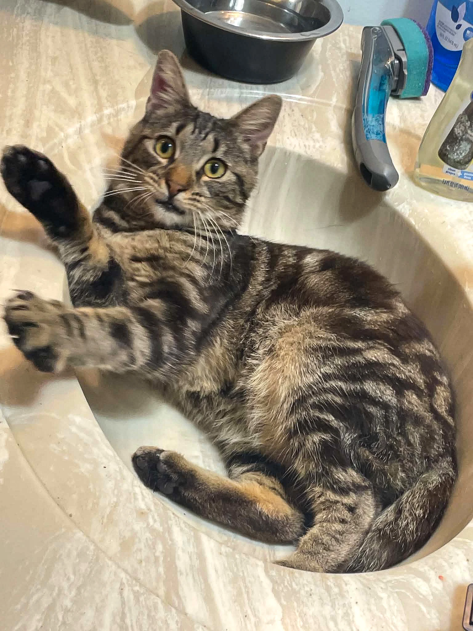 Luca