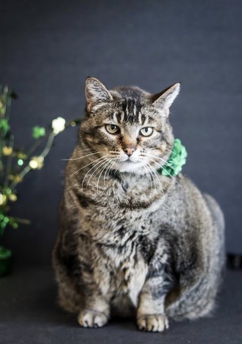 adoptable Cat in Emmett, ID named Katy (Senior) - $10 *Special*