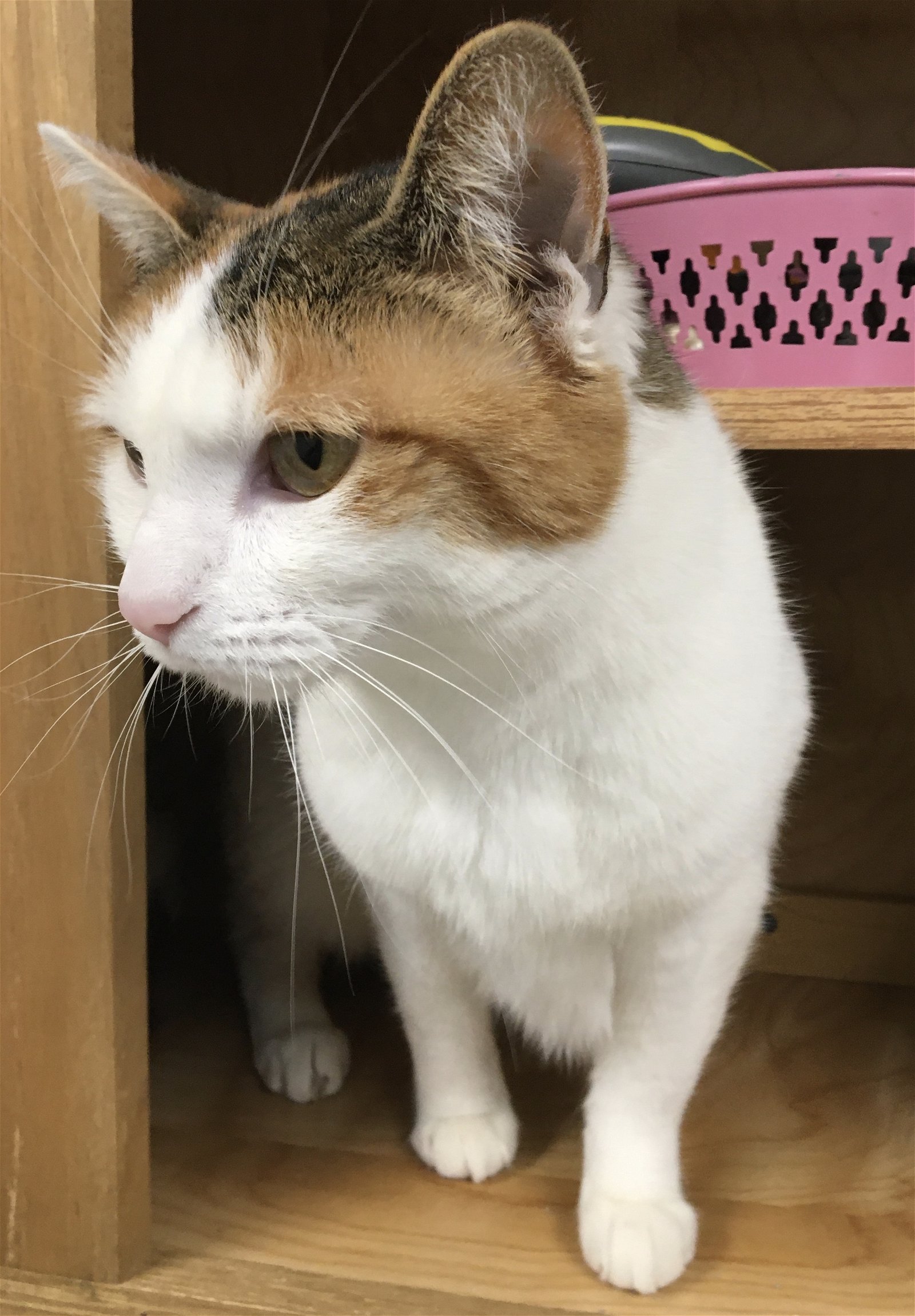 adoptable Cat in Emmett, ID named Minnie $60