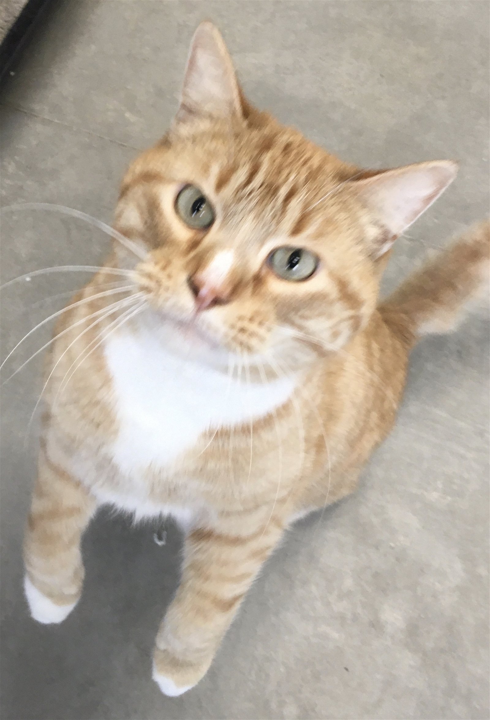 adoptable Cat in Emmett, ID named Sonny - $25*special*