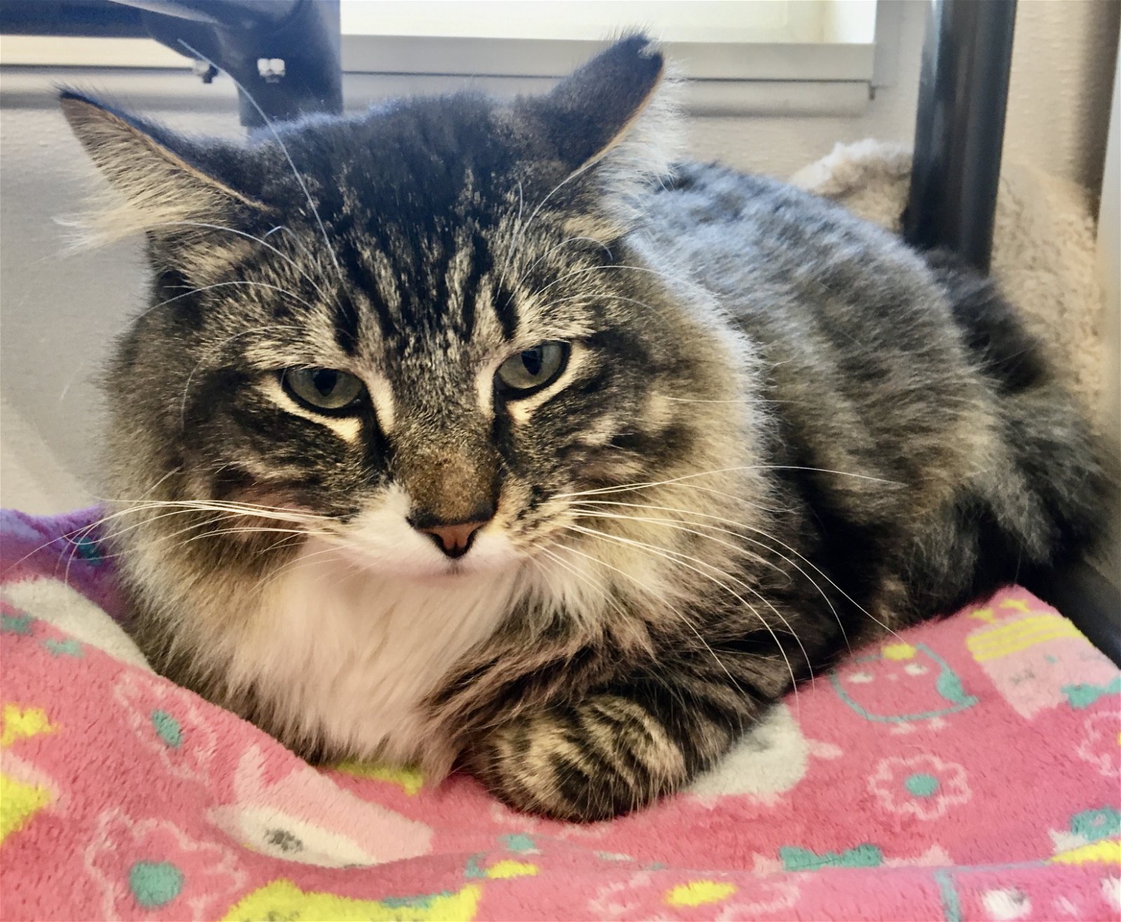 adoptable Cat in Emmett, ID named Thompson - $60