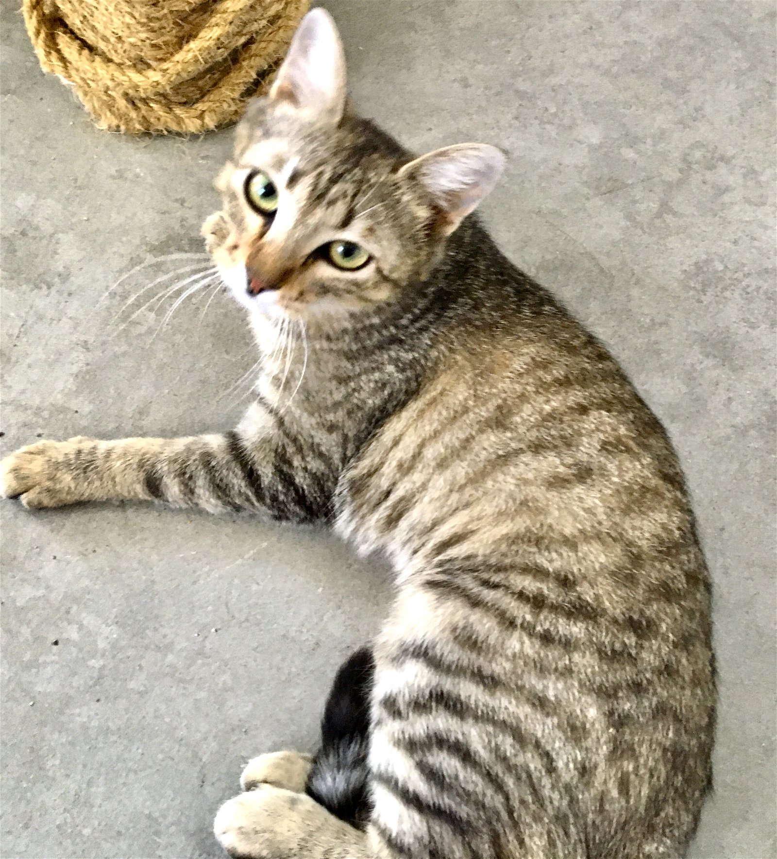adoptable Cat in Emmett, ID named Sophie - $66