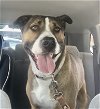 adoptable Dog in , ID named Phantom -$135