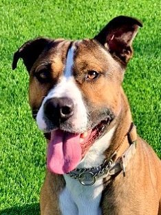 adoptable Dog in Emmett, ID named Frankie - (Adoption Sponsored)