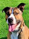 adoptable Dog in emmett, ID named Frankie - (Adoption Sponsored)