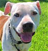 adoptable Dog in , ID named Duchess - (Adoption Sponsored)