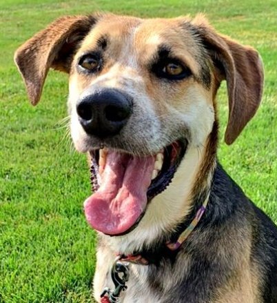 adoptable Dog in Emmett, ID named Abby - (Adoption Sponsored)