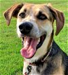 adoptable Dog in emmett, ID named Abby - (Adoption Sponsored)
