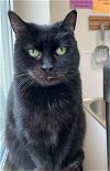 adoptable Cat in , ID named Buster (Shy Black Kitty) - Adoption Sponsored