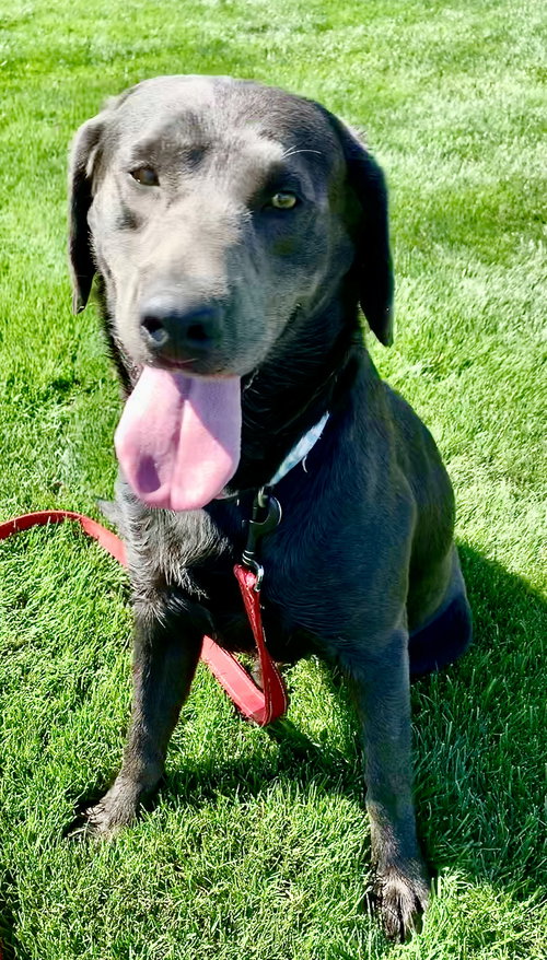 Dogs for Adoption in Nyssa, Oregon Alpha Paw