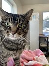adoptable Cat in , ID named Hazel (Sassy and Loving Tabby) - $70