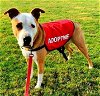 adoptable Dog in  named Elizabeth - (Adoption Sponsored)