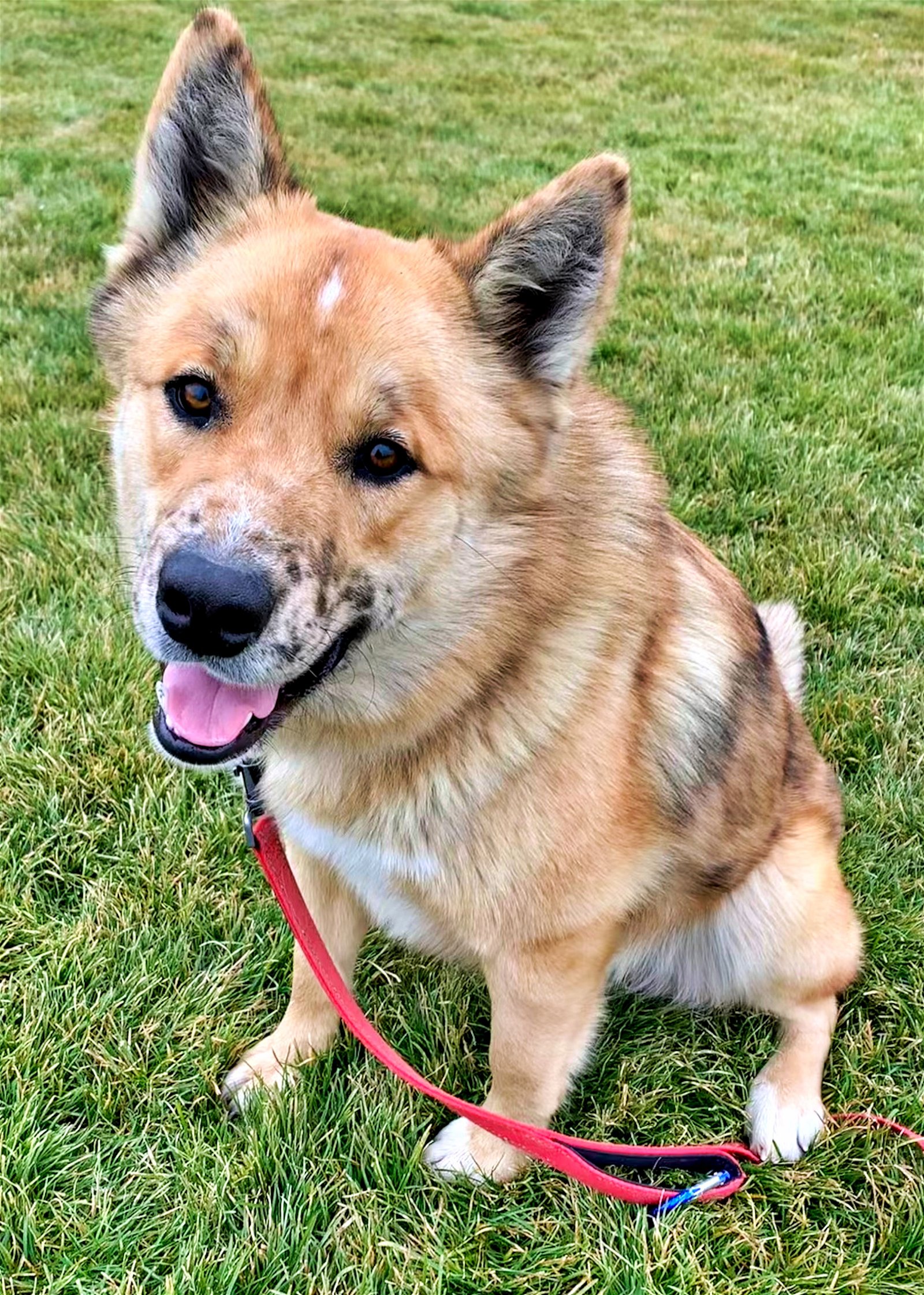 adoptable Dog in Emmett, ID named Freckles - (Adoption Sponsored)