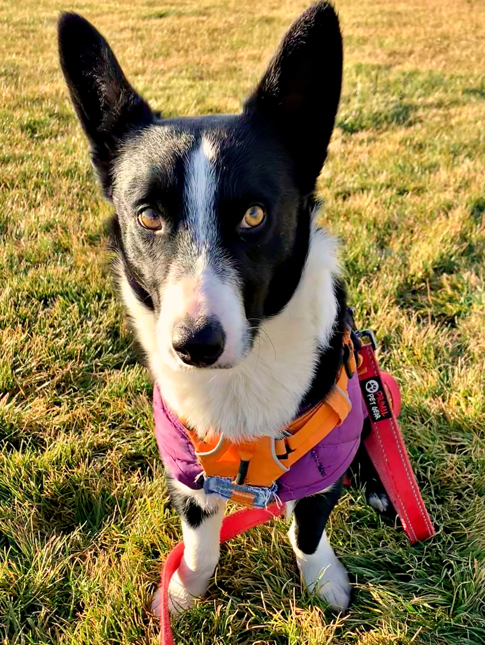 Dog for Adoption - Shiloh - (Adoption Sponsored), a Corgi in Boise, ID