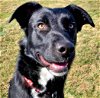 adoptable Dog in emmett, ID named Junior (Adoption Sponsored)
