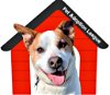 adoptable Dog in  named Charlie Brown - Adoption Sponsored!