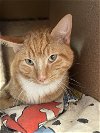 adoptable Cat in emmett, ID named Mittens (Shy Orange Tabby) - $70