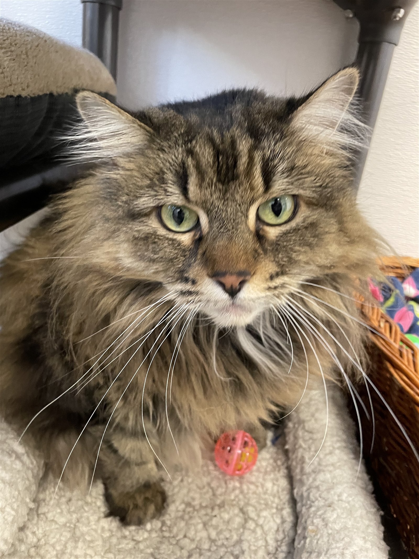adoptable Cat in Emmett, ID named Mesa (Independent Tabby Senior) - $25