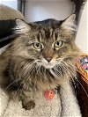 adoptable Cat in emmett, ID named Mesa (Independent Tabby Senior) - $25