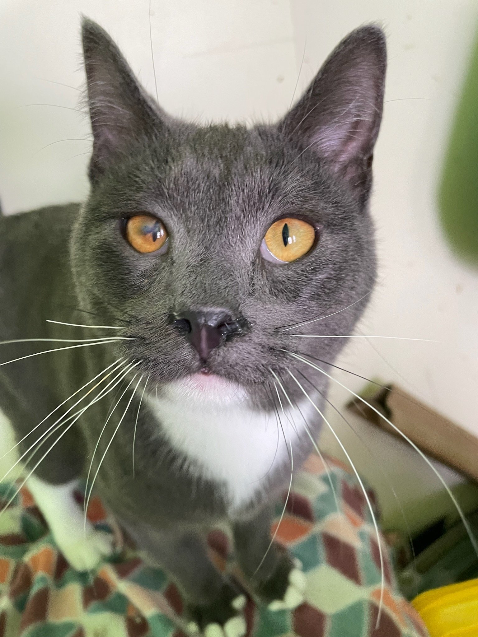 adoptable Cat in Emmett, ID named Dill (Loving Gray Tuxedo) - $70