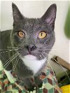 adoptable Cat in , ID named Dill (Loving Gray Tuxedo) - $70