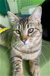 adoptable Cat in , ID named Keegan (Shy Tabby) - $70
