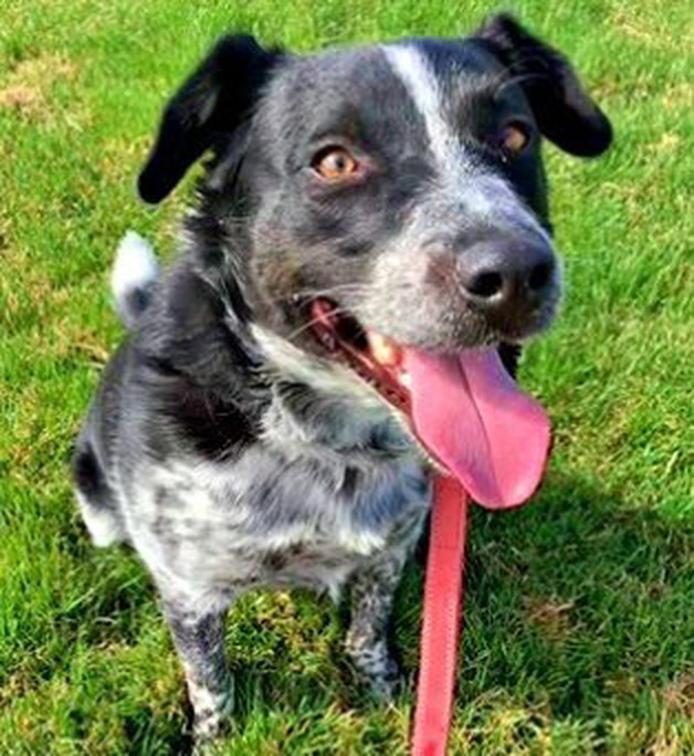 adoptable Dog in Emmett, ID named Baxter - (Sponsored)