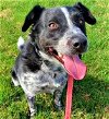 adoptable Dog in emmett, ID named Baxter