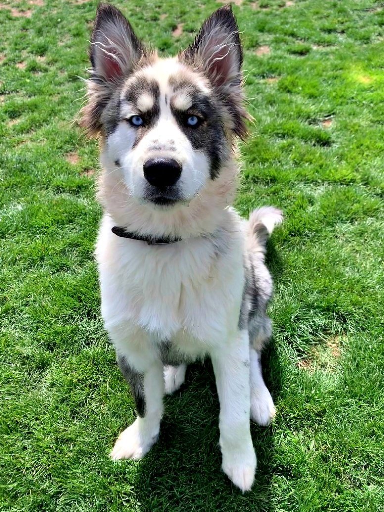adoptable Dog in Emmett, ID named Bones Boneguard