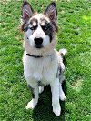adoptable Dog in emmett, ID named Bones Boneguard