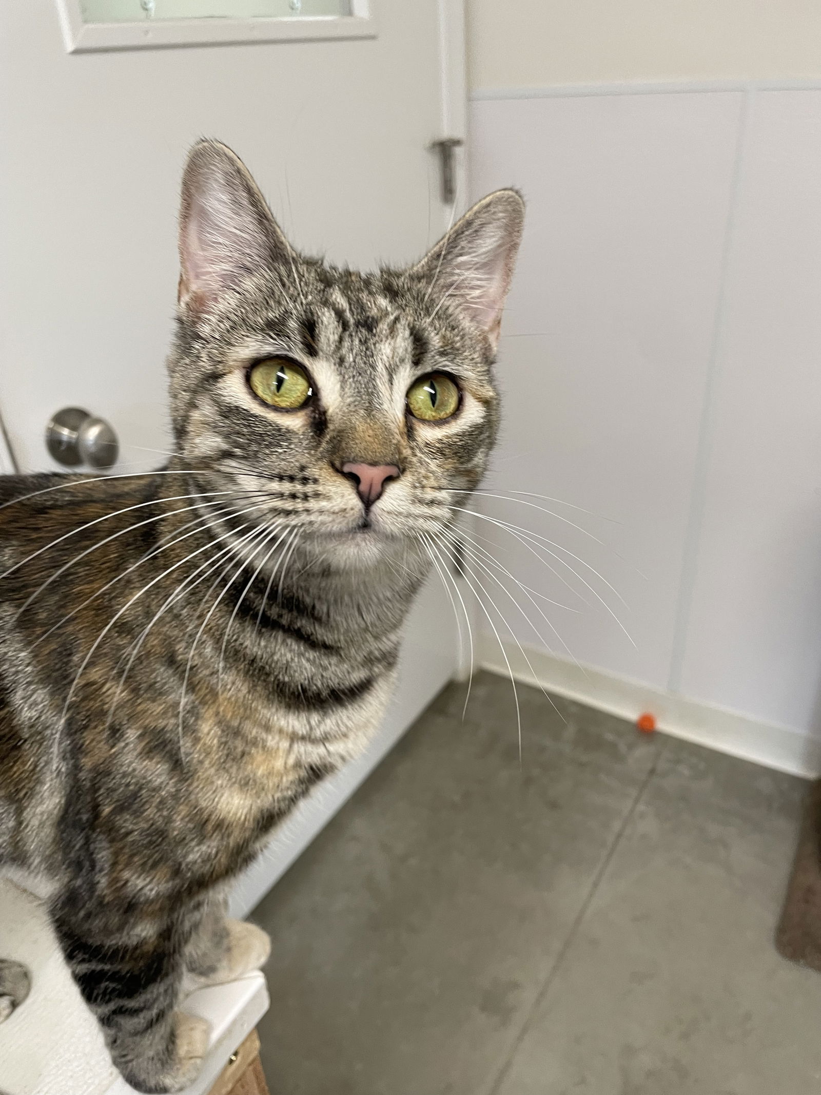 adoptable Cat in Emmett, ID named Sadie aka Sassy (Calico Tabby) - $70