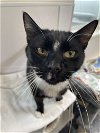 adoptable Cat in  named Scout (Friendly and Affectionate) - $70