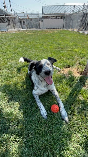 adoptable Dog in Emmett, ID named Xena - In foster home